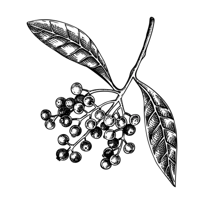 Allspice plant with berries sketch. Kitchen spice drawing. Mexican herbs and spices hand-drawn vector illustration. NOT AI genereted